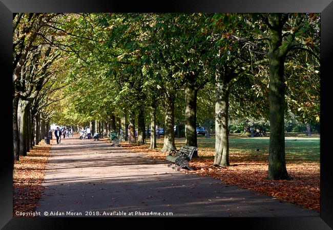 Avenue of Trees at Greenwich Park  Framed Print by Aidan Moran