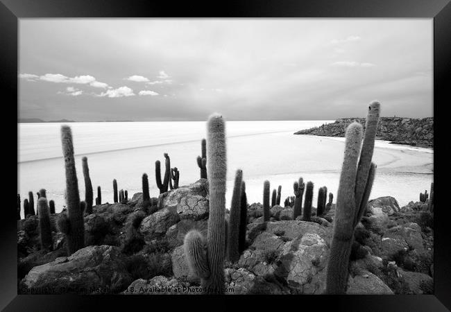 Giant Cacti on Isla Incahuasi   Framed Print by Aidan Moran