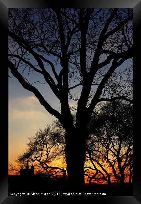 Greenwich Park Sunset    Framed Print by Aidan Moran
