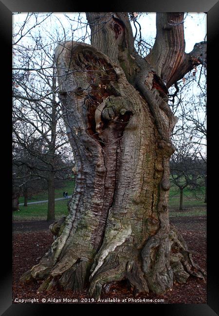 Sweet Chestnut Tree in Greenwich Park, London   Framed Print by Aidan Moran