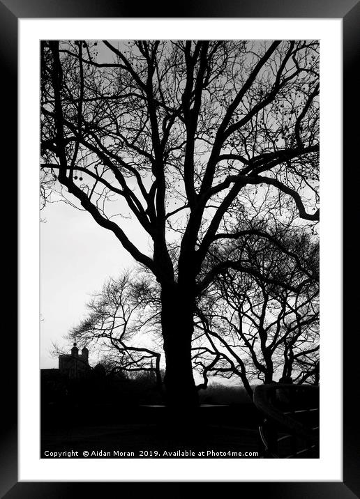 Tree Silhouette at Greenwich Park, London   Framed Mounted Print by Aidan Moran