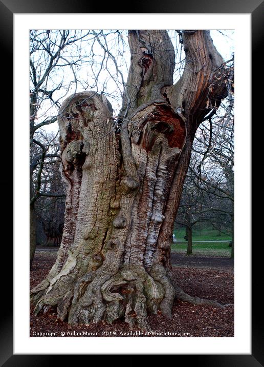 Four Hundred Year Old Sweet Chestnut Tree   Framed Mounted Print by Aidan Moran