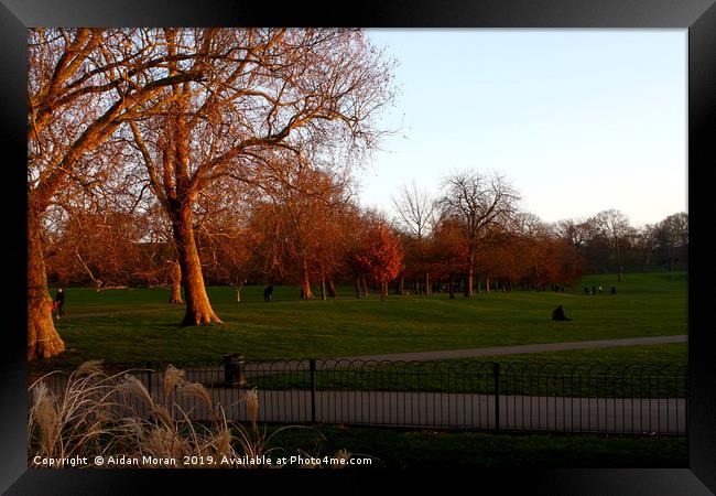 Greenwich Park at Sunset, London, England   Framed Print by Aidan Moran