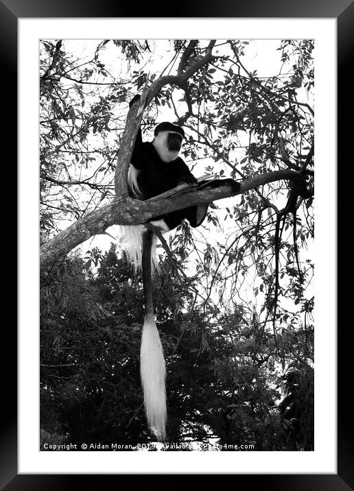  Colobus Monkey   Framed Mounted Print by Aidan Moran