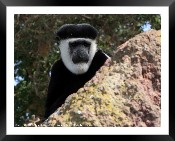 Black And White Colobus Monkey    Framed Mounted Print by Aidan Moran