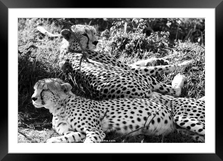 Majestic Cheetahs of Masai Mara Framed Mounted Print by Aidan Moran