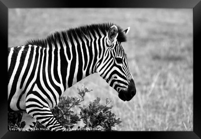 African Zebra    Framed Print by Aidan Moran