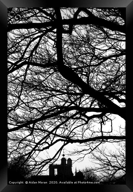 Trees at Greenwich Park, London  Framed Print by Aidan Moran