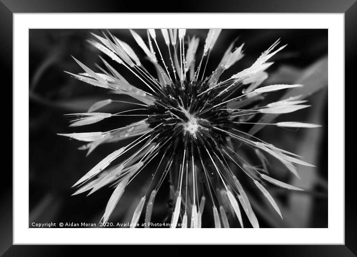 Dandelion   Framed Mounted Print by Aidan Moran