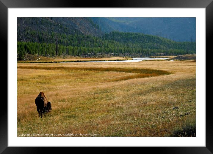 Yellowstone Bison Framed Mounted Print by Aidan Moran