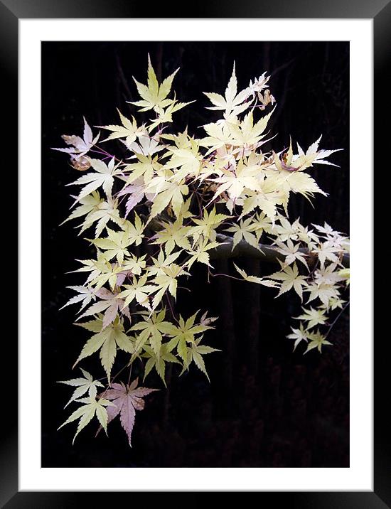 Acer Leaves Framed Mounted Print by Colin Tracy