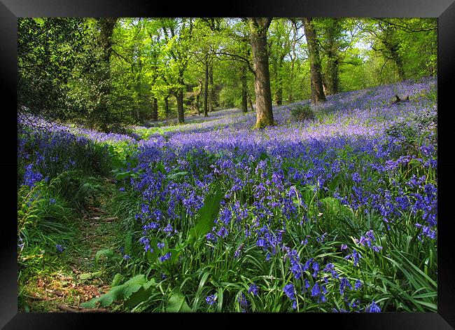 Bluebells Above Minterne Magna Framed Print by Colin Tracy
