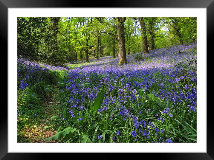 Bluebells Above Minterne Magna Framed Mounted Print by Colin Tracy