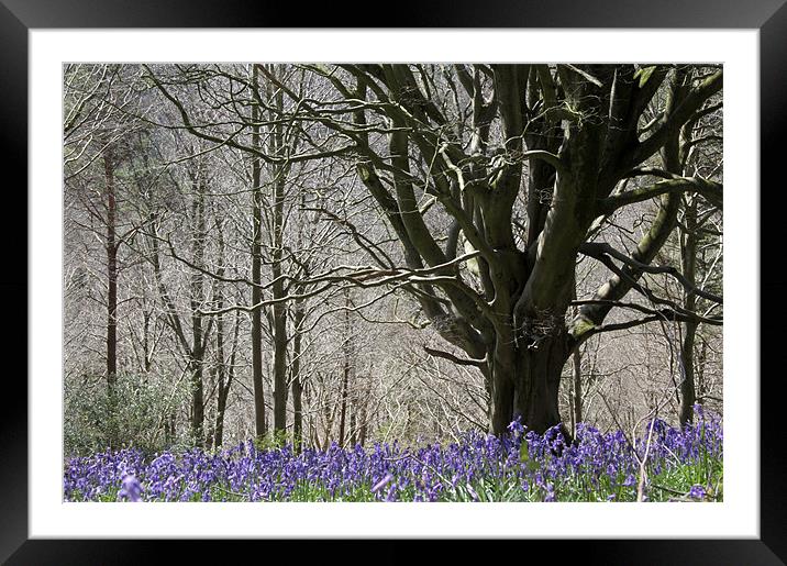 Delcombe Beech, Delcombe Woods, Dorset Framed Mounted Print by Colin Tracy