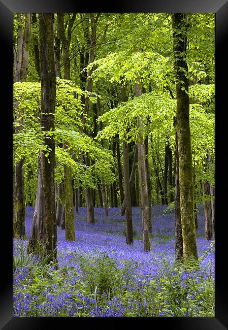 Bluebells at Hooke, Dorset Framed Print by Colin Tracy