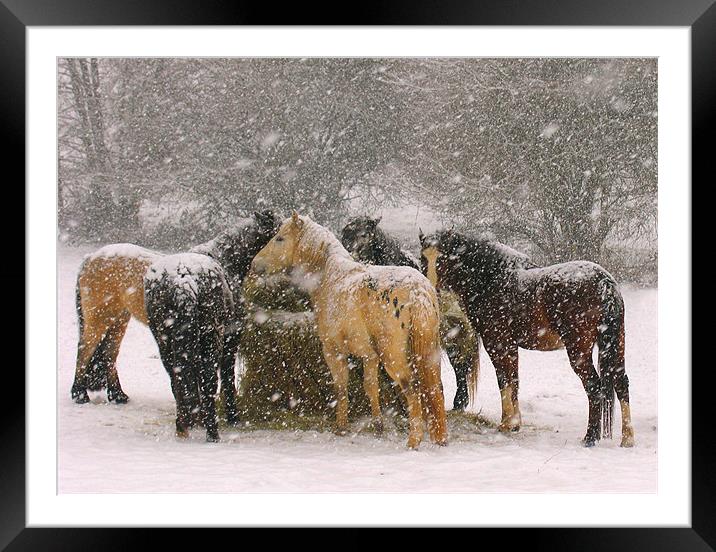 Horses in Snow Framed Mounted Print by Colin Tracy