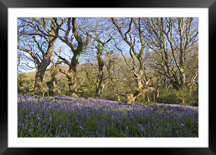 Bluebells near Batcombe, Dorset Framed Mounted Print by Colin Tracy