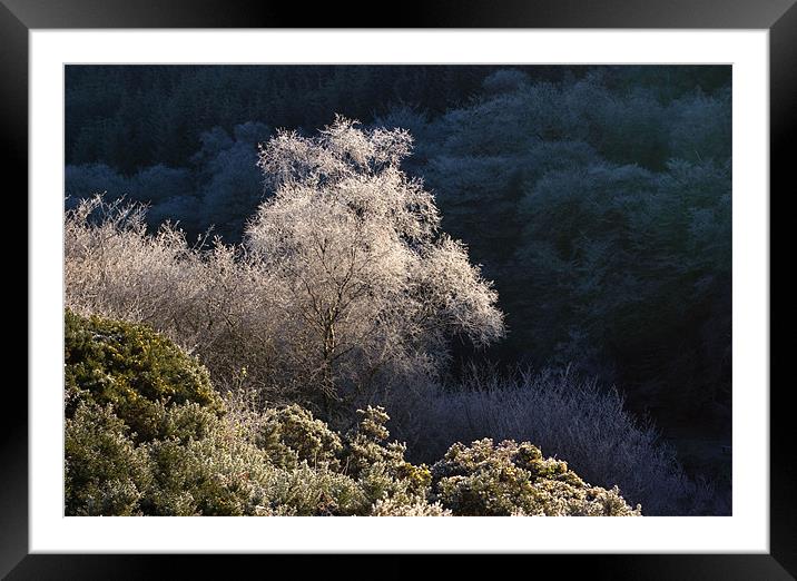 Melting Hoar Frost on Exmoor Framed Mounted Print by Colin Tracy