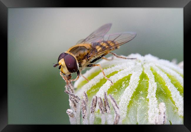 Hoverfly on Poppy Framed Print by Colin Tracy