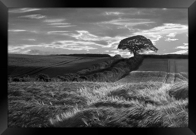 Bere Regis Barley Framed Print by Colin Tracy