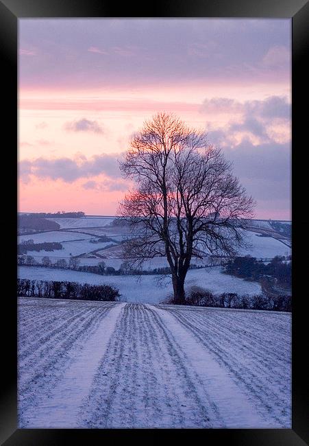Winter Ash Tree, Plush, Dorset, UK Framed Print by Colin Tracy