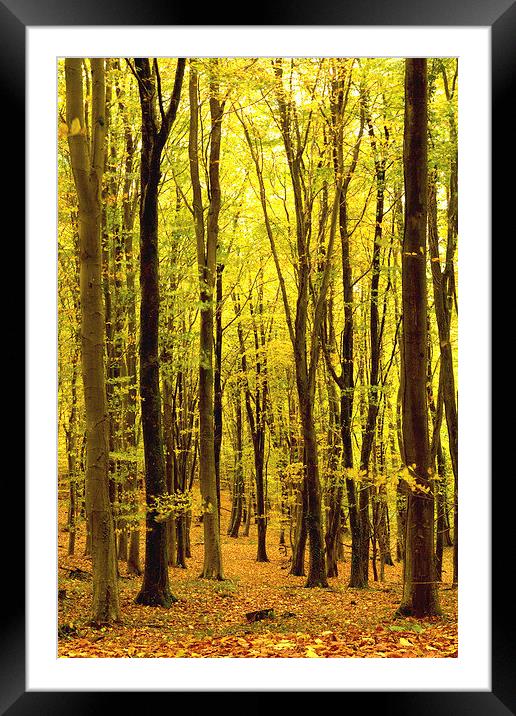 Yellowham Woods, Puddletown ,Dorchester, Dorset, U Framed Mounted Print by Colin Tracy