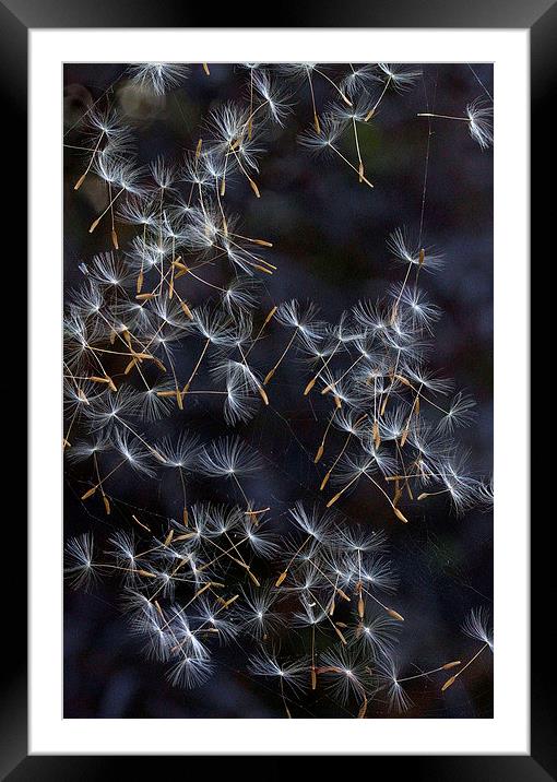 Dandelion Seeds Framed Mounted Print by Colin Tracy