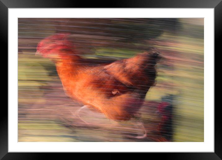 Marigold - The Fastest Chicken in The West! Framed Mounted Print by Colin Tracy