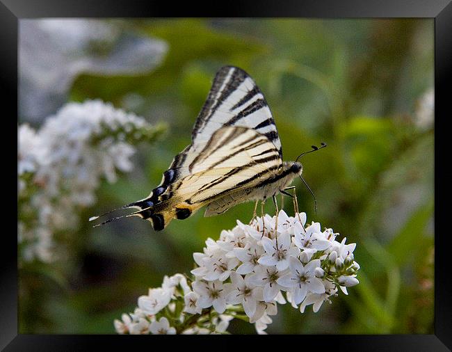 Scarce Swallowtail Framed Print by Colin Tracy
