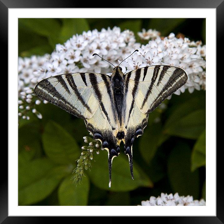 Scarce Swallowtail 2 Framed Mounted Print by Colin Tracy