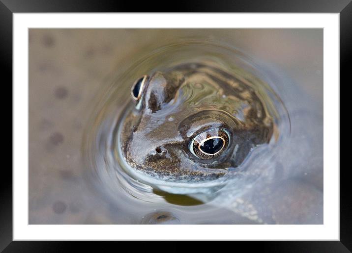 Frog Framed Mounted Print by Colin Tracy