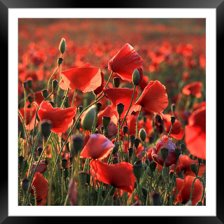 Poppies near Poundbury 2, Dorchester, Dorset, UK Framed Mounted Print by Colin Tracy