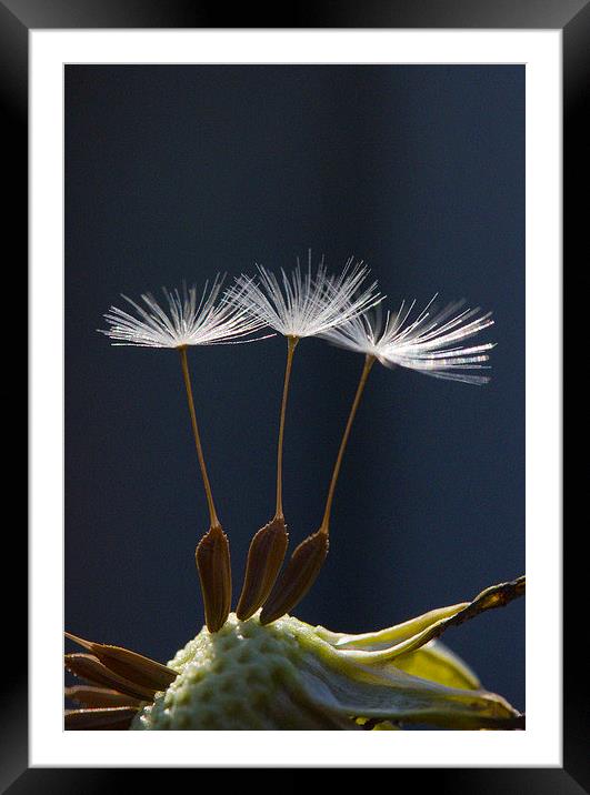 Three Dandelion Seeds Framed Mounted Print by Colin Tracy