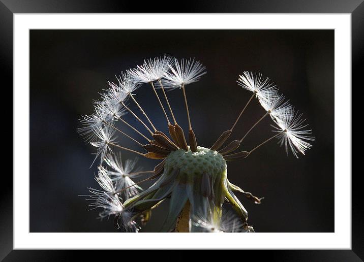Dandelion Seedhead 3 Framed Mounted Print by Colin Tracy