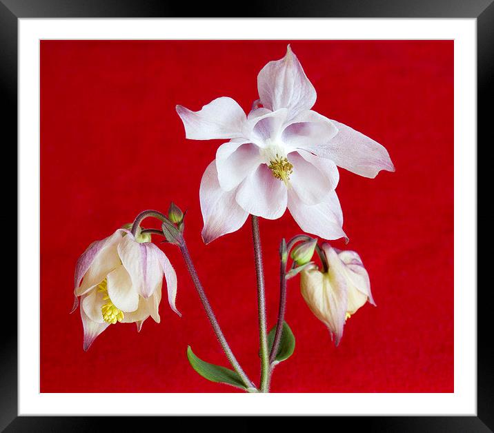 Aquilegia on Red Framed Mounted Print by Colin Tracy