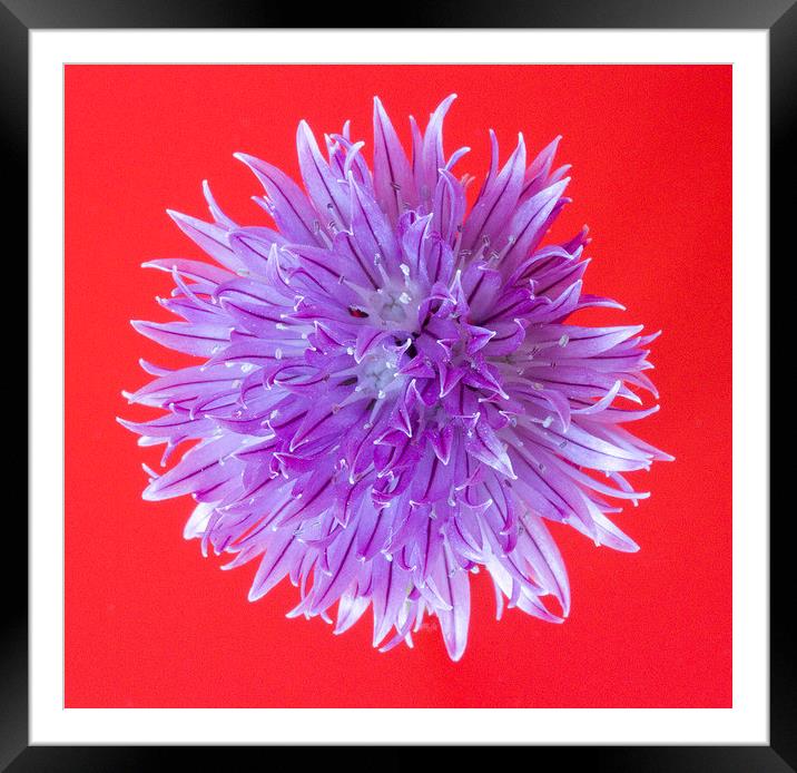 Chive Flower Framed Mounted Print by Colin Tracy