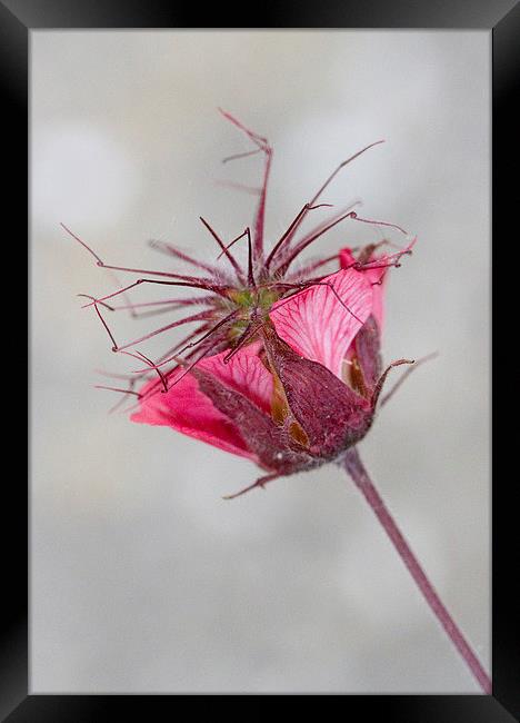 Portrait of Geum Flower Framed Print by Colin Tracy