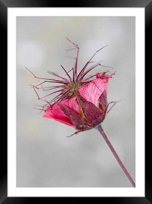Portrait of Geum Flower Framed Mounted Print by Colin Tracy