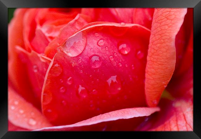 Raindrops on Rose Framed Print by Colin Tracy