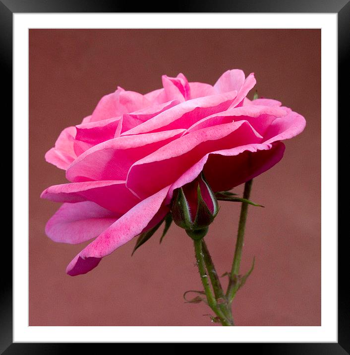 Pink Rose Framed Mounted Print by Colin Tracy