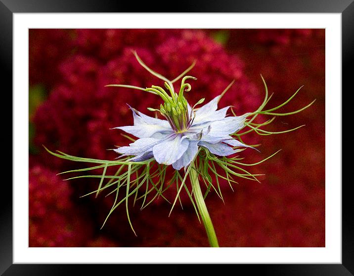Love-in-the-Mist Framed Mounted Print by Colin Tracy