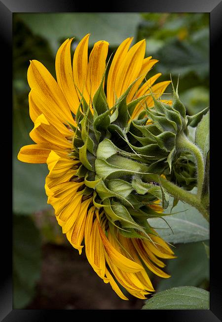 Sunflower Framed Print by Colin Tracy