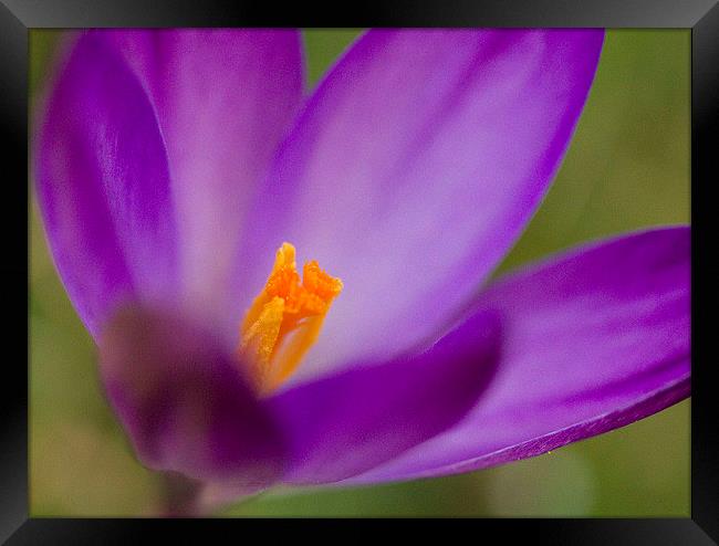 Purple Crocus Framed Print by Colin Tracy
