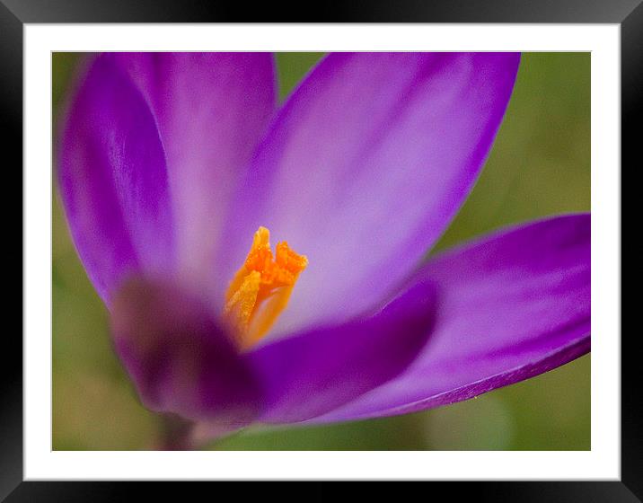 Purple Crocus Framed Mounted Print by Colin Tracy