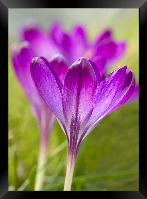 Purple Crocus 2 Framed Print by Colin Tracy