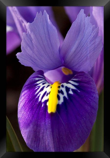 Purple Iris 2 Framed Print by Colin Tracy