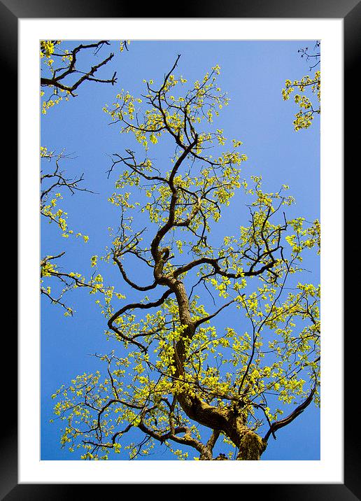 Dancing Oak Branch Framed Mounted Print by Colin Tracy