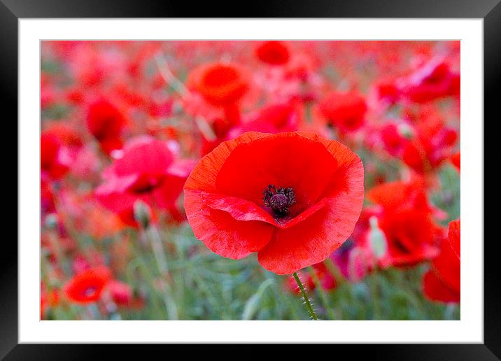 Poppy - One Among Many Framed Mounted Print by Colin Tracy