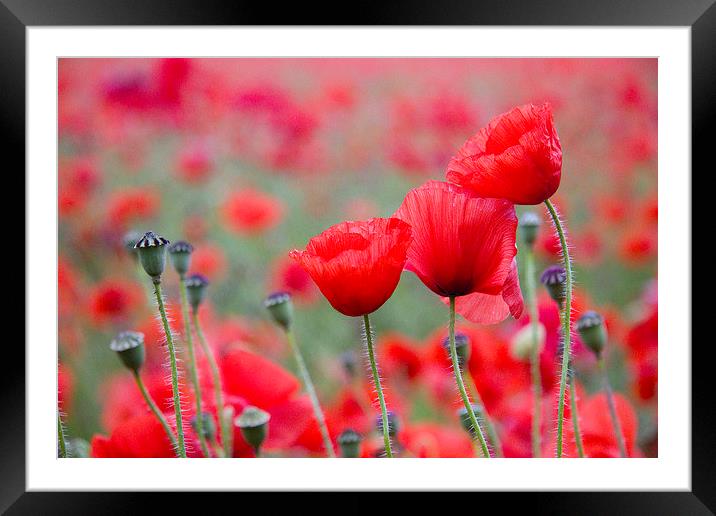 Poppy Trio Framed Mounted Print by Colin Tracy
