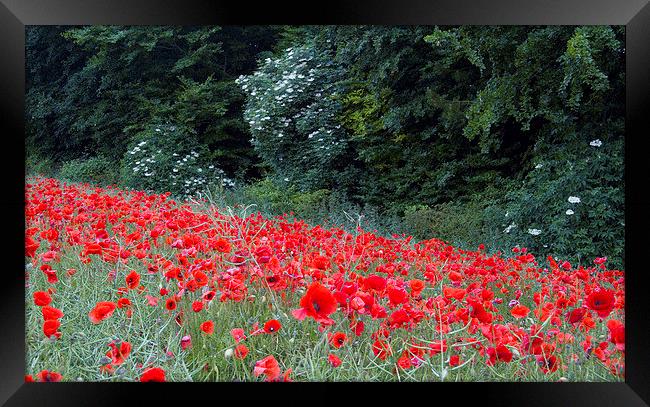The Edge of the Poppy Field Framed Print by Colin Tracy